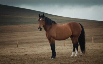 Assurance cheval ave hipassur